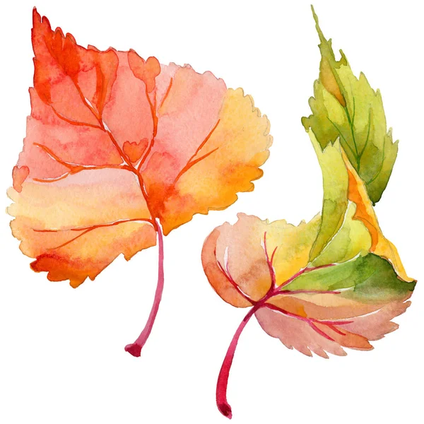 Autumn leaf of poplar in a hand-drawn watercolor style isolated. — Stock Photo, Image