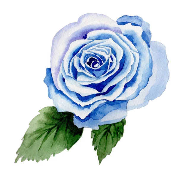 Wildflower μπλε τριαντάφυλλο σε στυλ υδροχρώματος απομονωμένες. — Φωτογραφία Αρχείου
