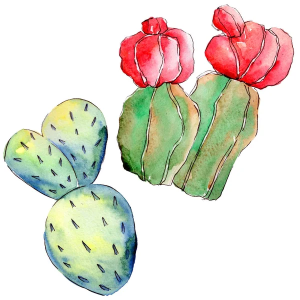 Kır çiçeği kaktüs izole bir suluboya tarzında.