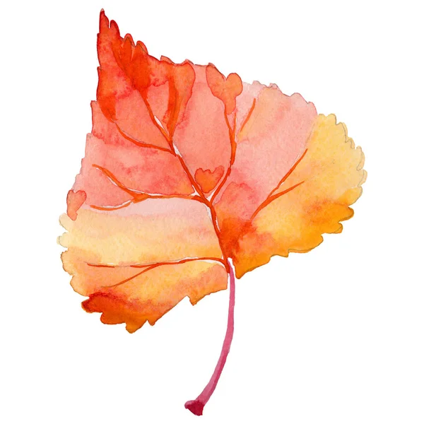 Hoja de álamo de otoño en un estilo de acuarela dibujado a mano aislado . —  Fotos de Stock