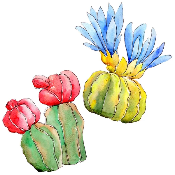 Cactus de fleurs sauvages dans un style aquarelle isolé . — Photo