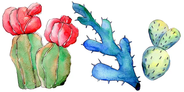 Cactus de fleurs sauvages dans un style aquarelle isolé . — Photo