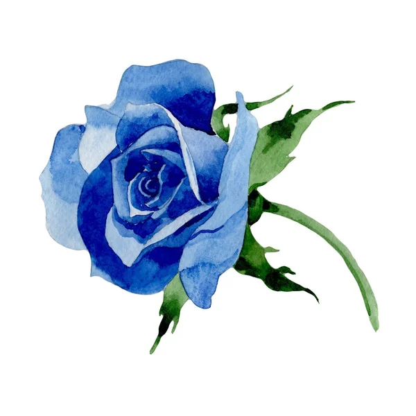在水彩样式隔绝的野花蓝色玫瑰色花. — 图库照片