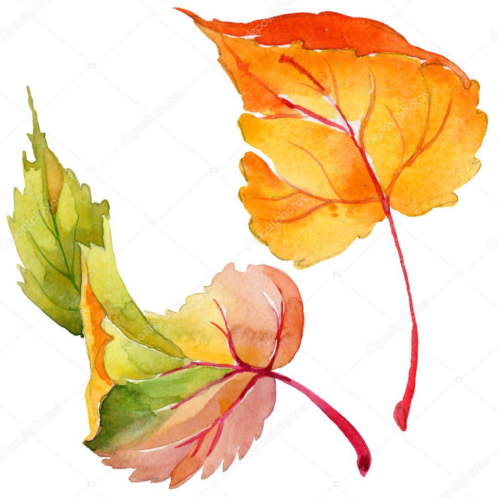 Autumn leaf of poplar in a hand-drawn watercolor style isolated.