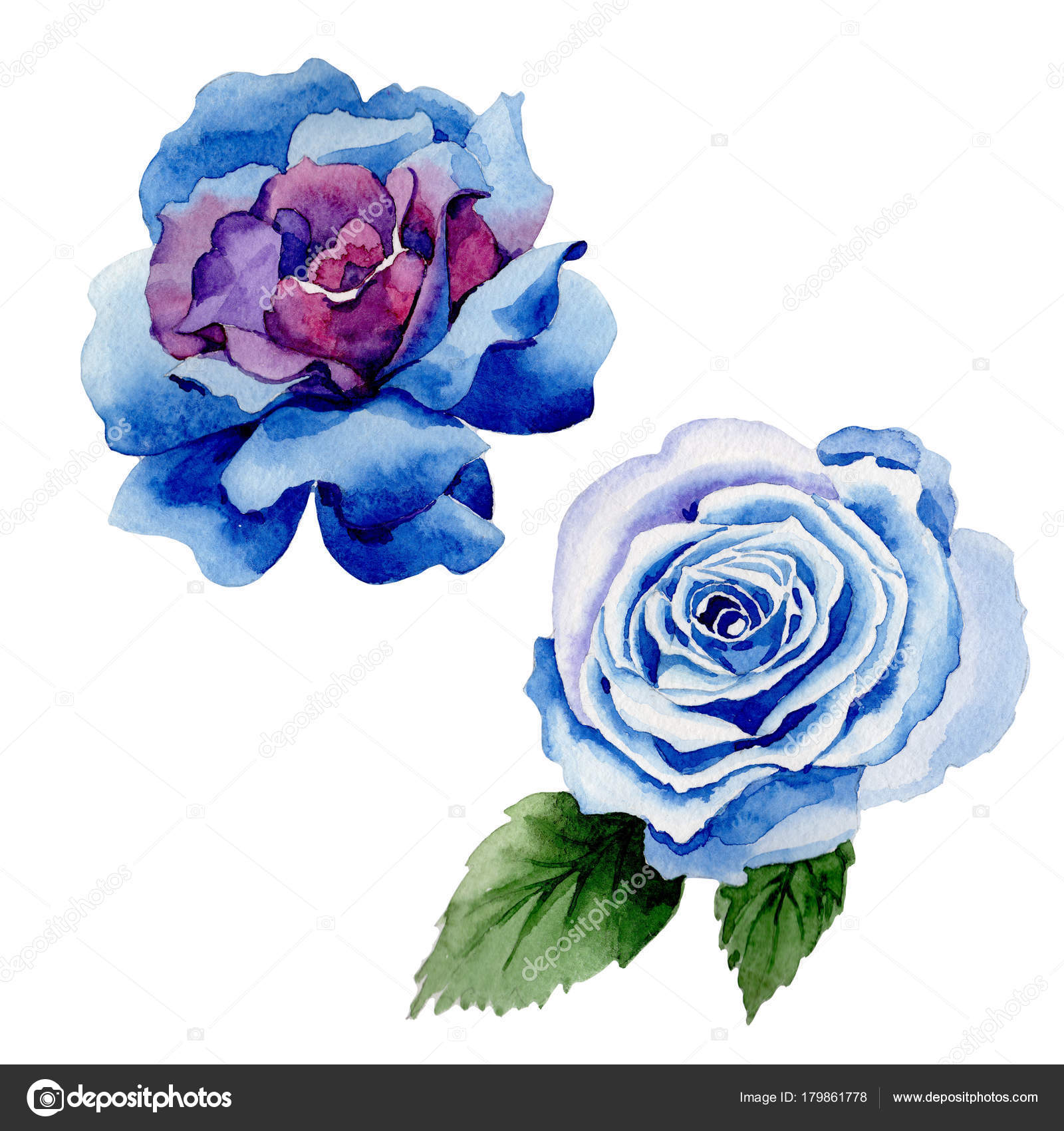 Fleur Rose Bleu Fleurs Sauvages Dans Un Style Aquarelle