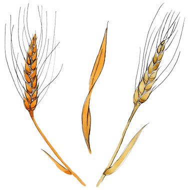 Kır çiçeği spica izole bir suluboya tarzında.