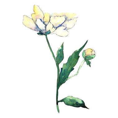 Kır çiçeği Şakayık çiçeği izole bir suluboya tarzında.