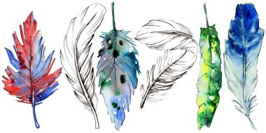 Suluboya kuş tüyü izole kanat üzerinden.