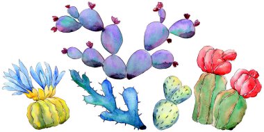 Kır çiçeği kaktüs izole bir suluboya tarzında.