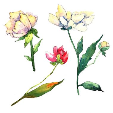 Kır çiçeği Şakayık çiçeği izole bir suluboya tarzında.