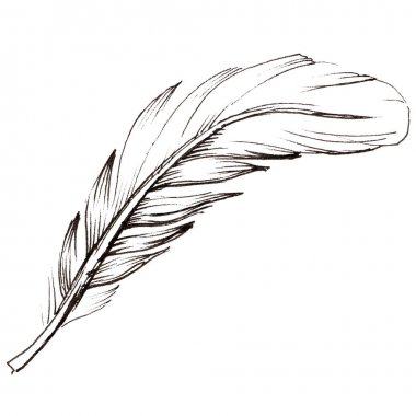 Suluboya kuş tüyü izole kanat üzerinden.