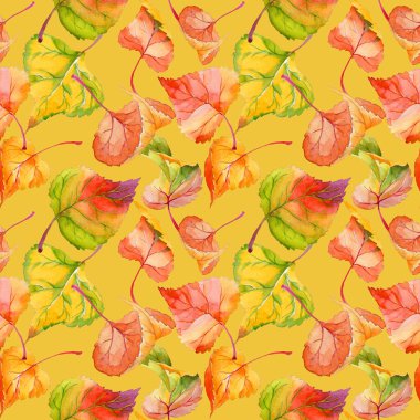 Kavak desen çizilmiş bir suluboya tarzında sonbahar yaprak.