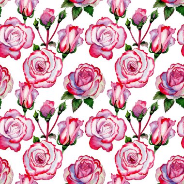 Kır çiçeği hibrid gül çiçek deseni suluboya tarzında.