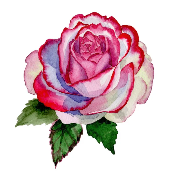 Bunga mawar hibrida bunga liar dalam gaya cat air terisolasi . — Stok Foto