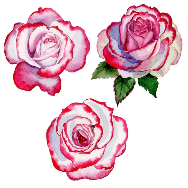 Flor de rosa híbrida de flores silvestres em um estilo aquarela isolado . — Fotografia de Stock