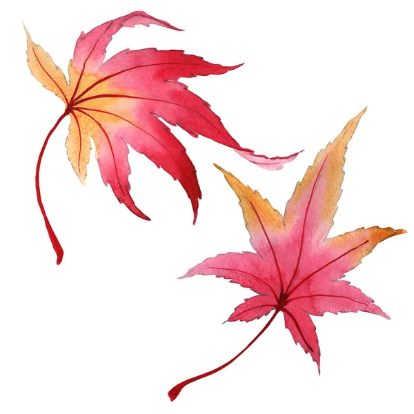 Autumn leaf of maple in a hand-drawn watercolor style isolated. — Stock Photo, Image