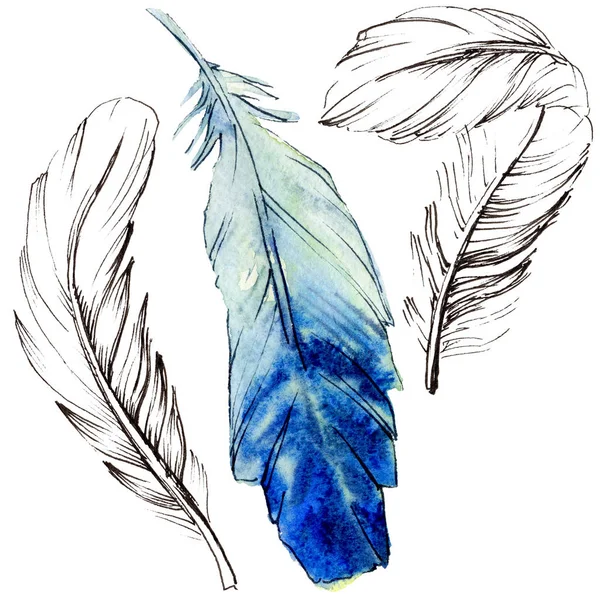 Φτερό ακουαρέλα πουλί από φτερό απομονωμένες. — Φωτογραφία Αρχείου