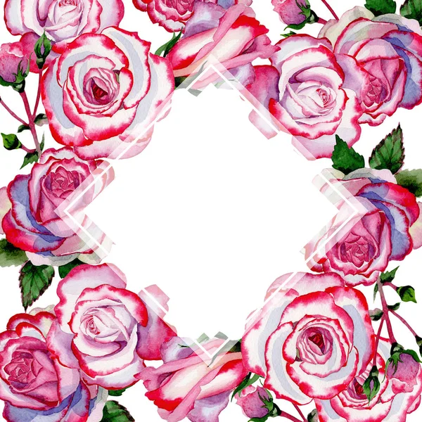Bingkai bunga mawar hibrida liar dalam gaya cat air . — Stok Foto