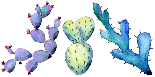 Wildflower cactus in een aquarel stijl geïsoleerd. — Stockfoto