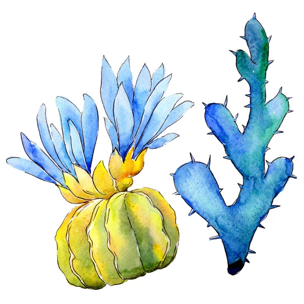 Cactus de fleurs sauvages dans un style aquarelle isolé . — Photo