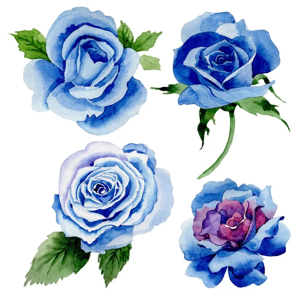 Flor de rosa azul Wildflower em um estilo aquarela isolado . — Fotografia de Stock
