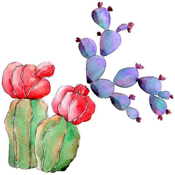 Wildflower kaktus ve stylu akvarelu, samostatný. — Stock fotografie