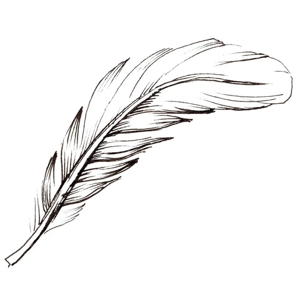 Watercolor bird feather from wing isolated. — Stock Photo, Image