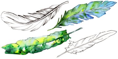 Suluboya kuş tüyü izole kanat üzerinden.