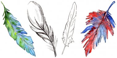 Suluboya kuş tüyü izole kanat üzerinden.