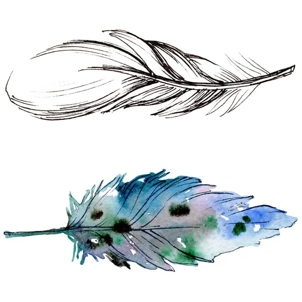 Suluboya kuş tüyü izole kanat üzerinden.