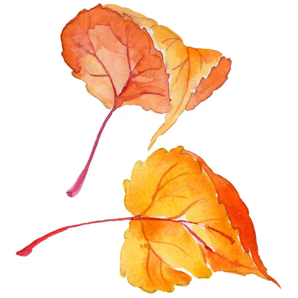 Feuille d'automne de peuplier dans un style aquarelle dessiné à la main isolé . — Photo