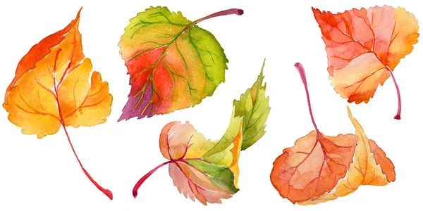 Autumn leaf of poplar in a hand-drawn watercolor style isolated. — Stock Photo, Image