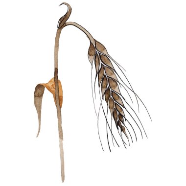 Kır çiçeği spica izole bir suluboya tarzında.