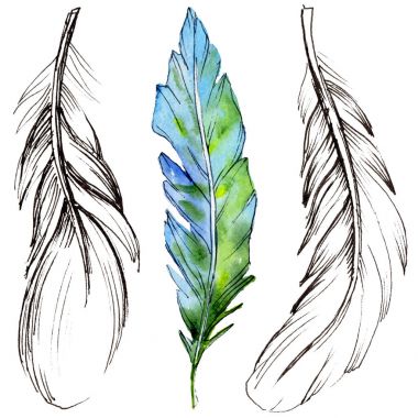 Suluboya kuş tüyü izole kanat üzerinden.