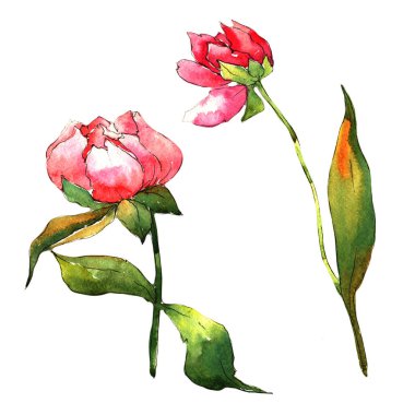 Kır çiçeği Şakayık çiçeği izole bir suluboya tarzında.