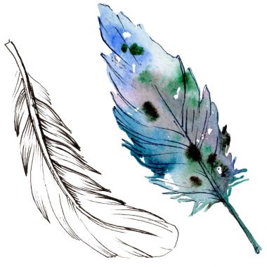 Suluboya kuş tüyü izole kanat üzerinden.
