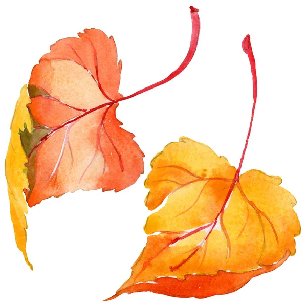 分離された手描き水彩画のポプラの秋の葉. — ストック写真
