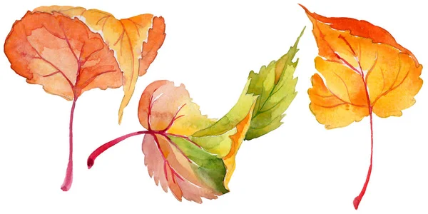 Autumn leaf of poplar in a hand-drawn watercolor style isolated. — Stock Photo, Image