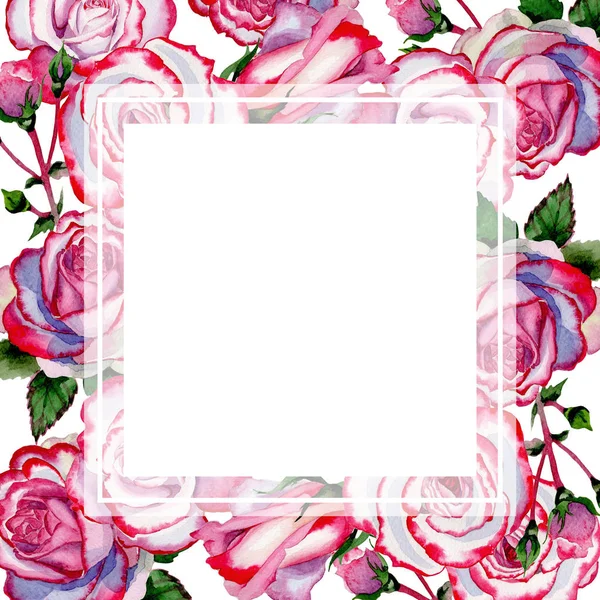 Marco de flor de rosa híbrida de flor silvestre en un estilo de acuarela . —  Fotos de Stock
