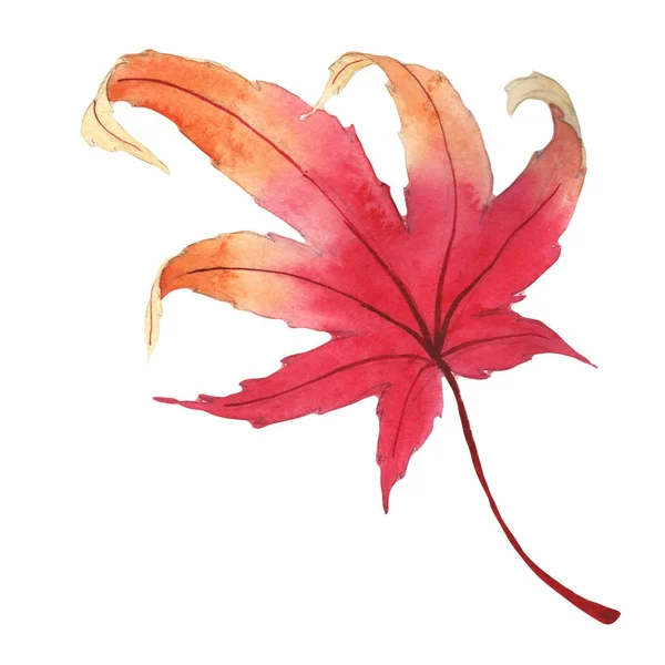 Jesienny liść klonu w ręcznie rysowane stylu akwarela na białym tle. — Zdjęcie stockowe