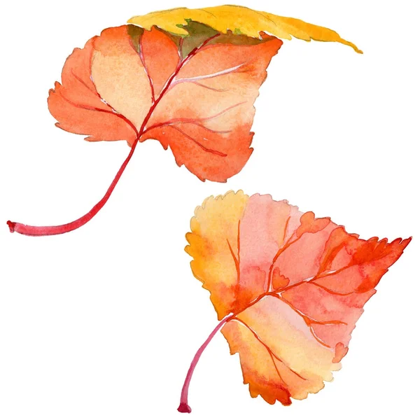 Herbstblatt der Pappel in einem handgezeichneten Aquarell-Stil isoliert. — Stockfoto