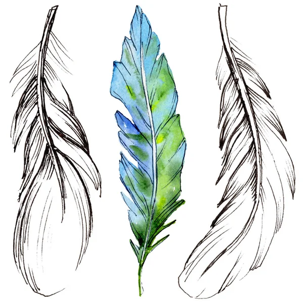 Watercolor bird feather from wing isolated. — Stock Photo, Image