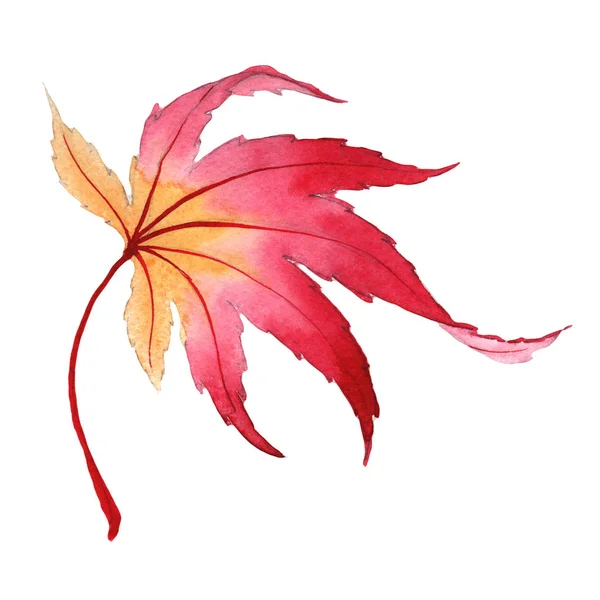 Folha de outono de bordo em um estilo aquarela desenhado à mão isolado . — Fotografia de Stock