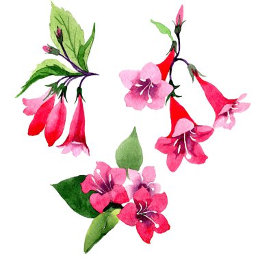 Kır çiçeği weigela çiçek izole bir suluboya tarzında.