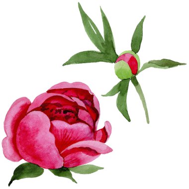 Kır çiçeği kırmızı peonies çiçek izole bir suluboya tarzında.