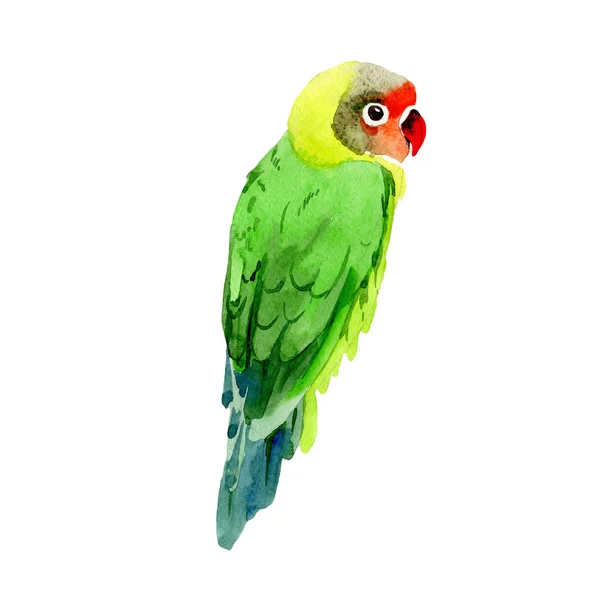 Sky birds small parrots in a wildlife by watercolor style isolated. — Stock Photo, Image