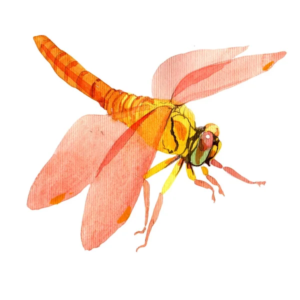 Inseto selvagem exótico libélula em um estilo aquarela isolado . — Fotografia de Stock