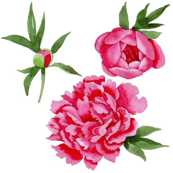 Wildflower red peonies flower in a watercolor style isolated. — Stock Photo, Image