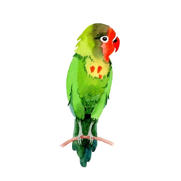 Sky birds small parrots in a wildlife by watercolor style isolated. — Stock Photo, Image