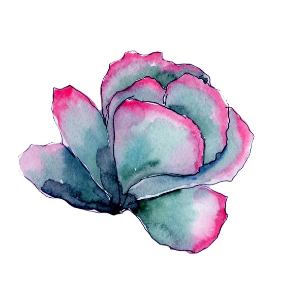 Cactus exotique de fleurs sauvages dans un style aquarelle isolé . — Photo